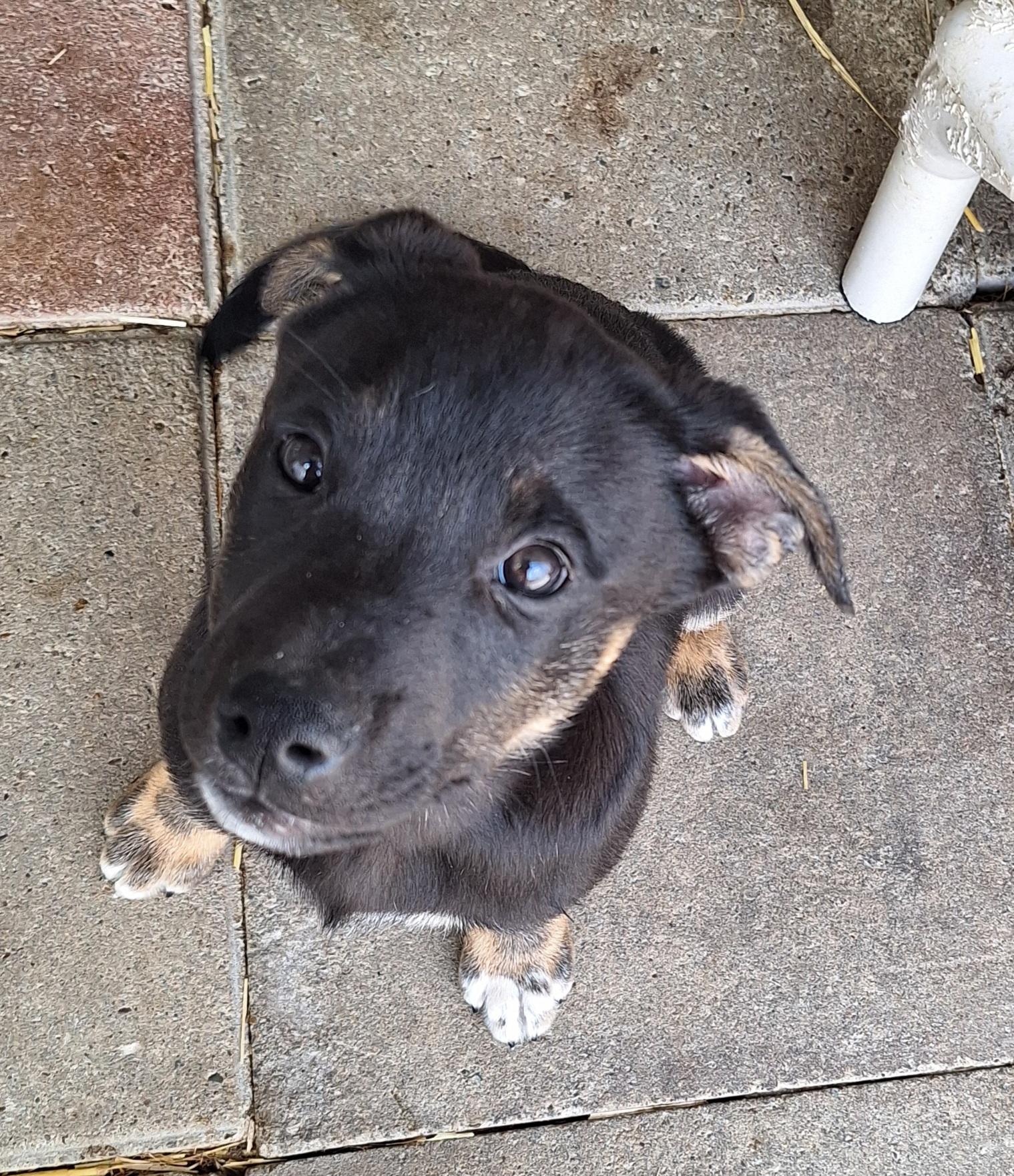 Enlarge Rock-n-Roll litter, a ADOPTABLE mixed breed in Stanton, KY image 4/5