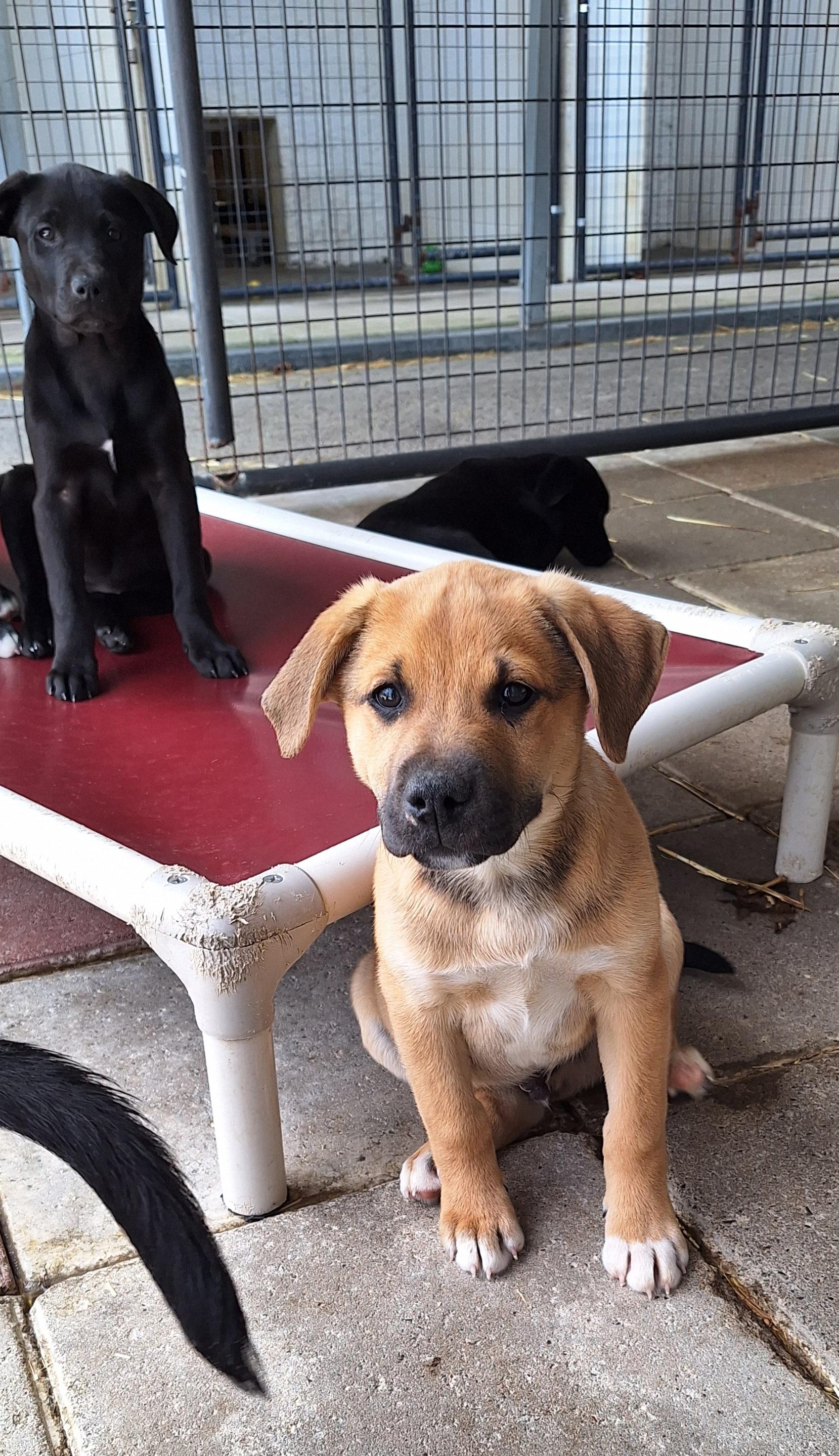 Enlarge Rock-n-Roll litter, a ADOPTABLE mixed breed in Stanton, KY image 5/5