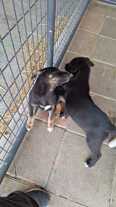 Enlarge Rock-n-Roll litter, a ADOPTABLE mixed breed in Stanton, KY video 2/5