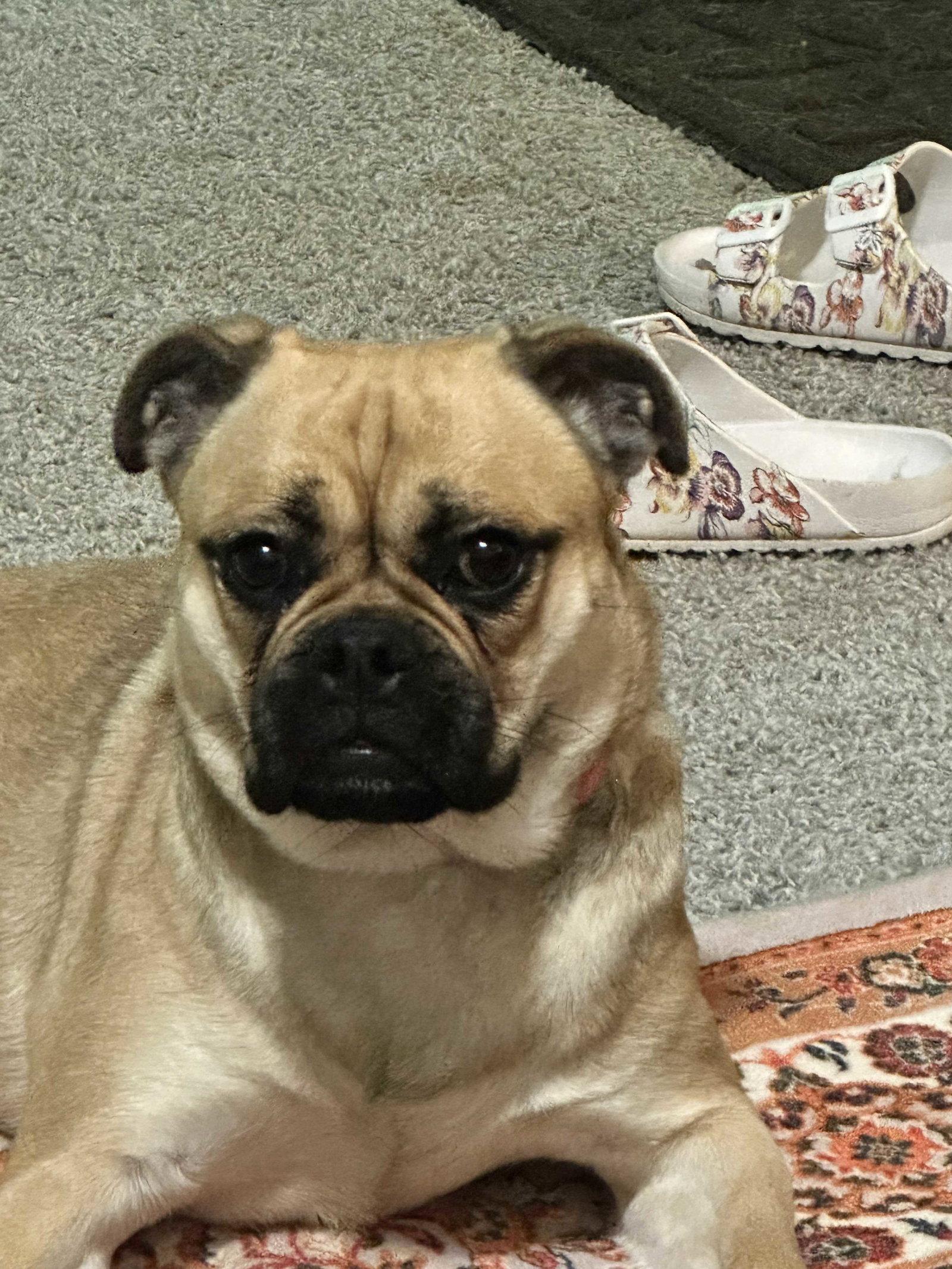 Enlarge Twix, a Adoptable Pug in Locust Grove, GA image 1/3
