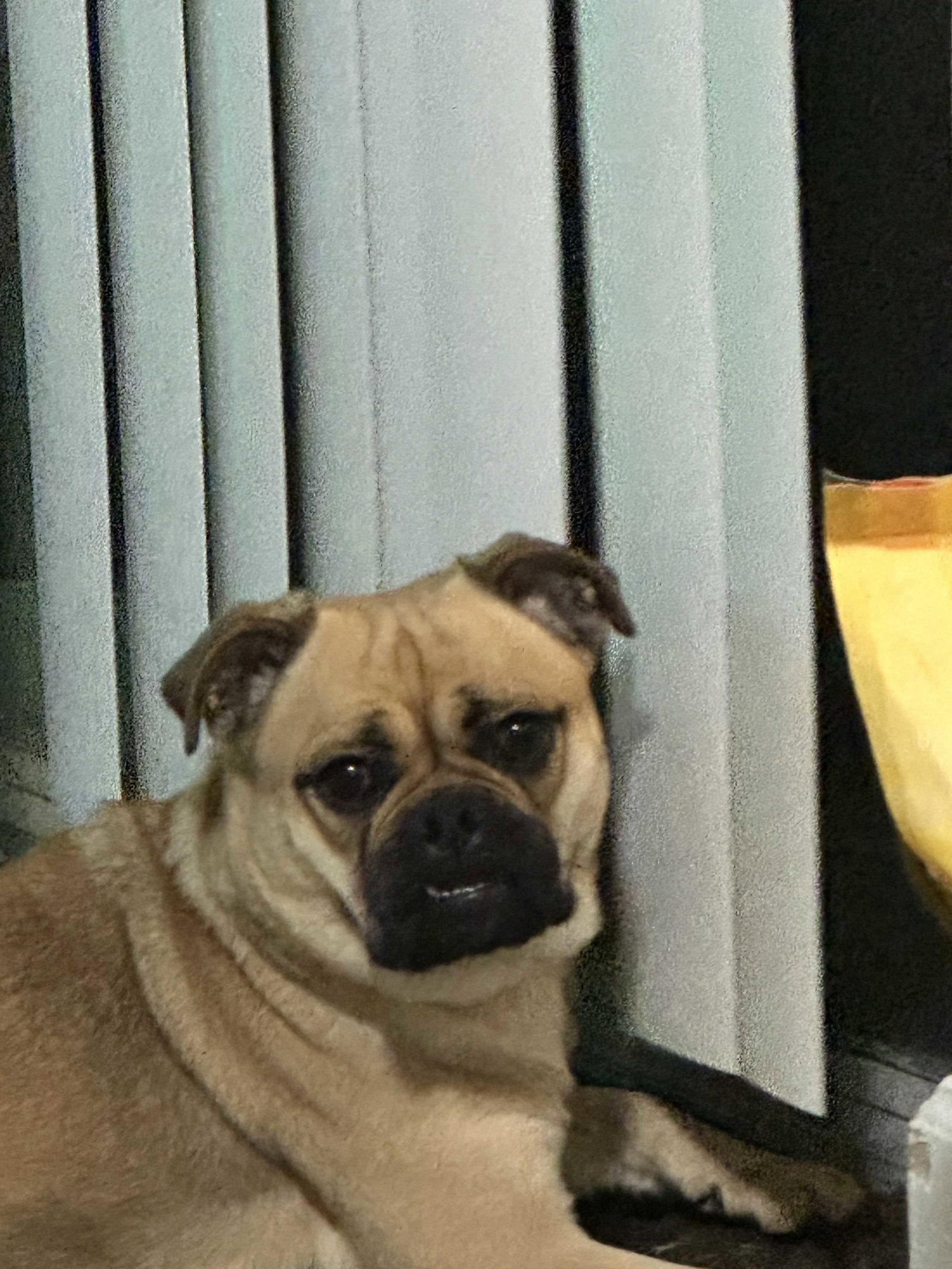 Enlarge Twix, a Adoptable Pug in Locust Grove, GA image 2/3