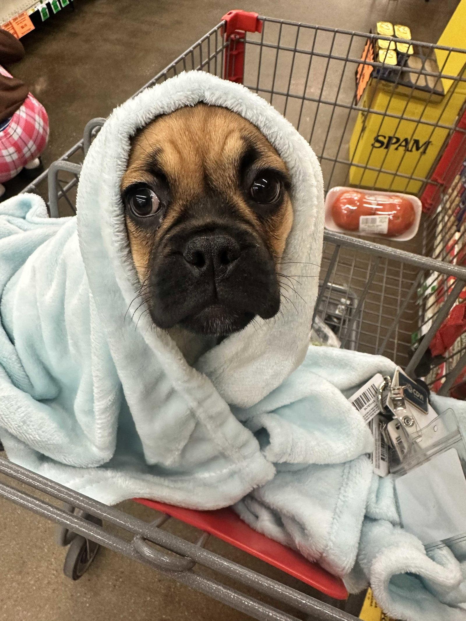 Enlarge Twix, a Adoptable Pug in Locust Grove, GA image 3/3