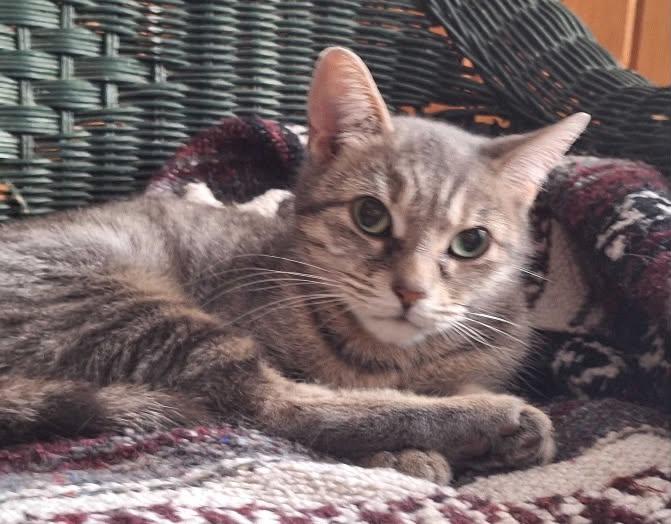 Smokey, a ADOPTABLE Domestic Short Hair in Wakefield, QC image 2/2