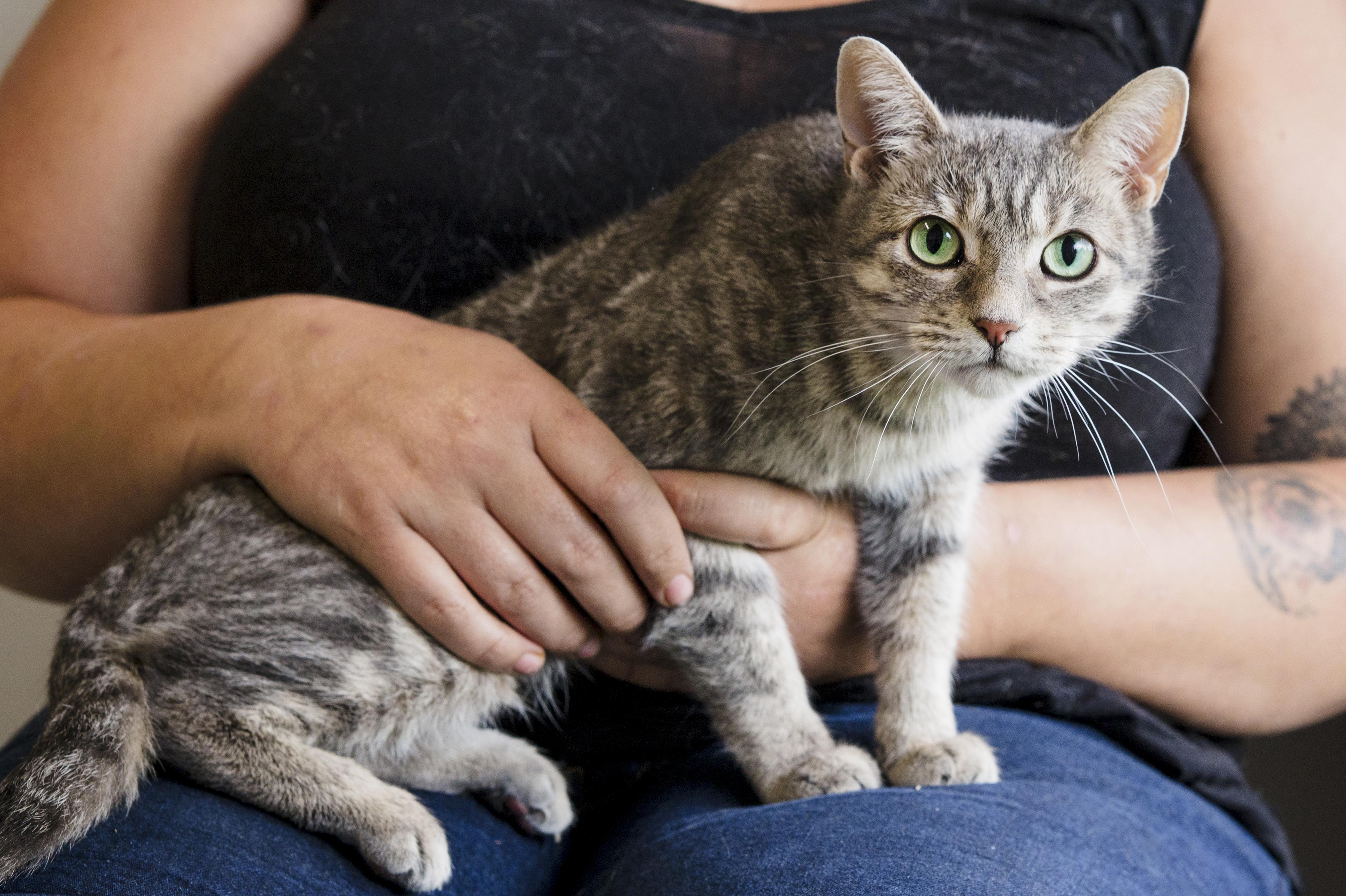 Smokey, ADOPTABLE, Adult Female Domestic Short Hair.