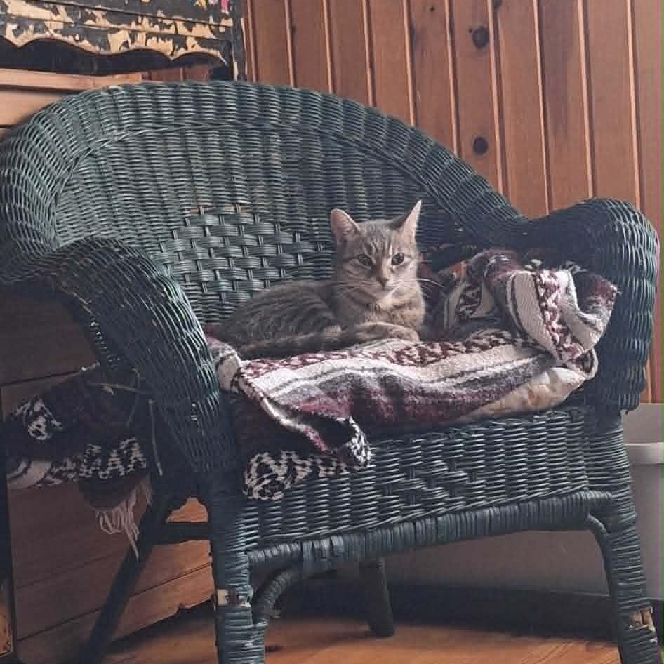 Smokey, a ADOPTABLE Domestic Short Hair in Wakefield, QC image 1/2