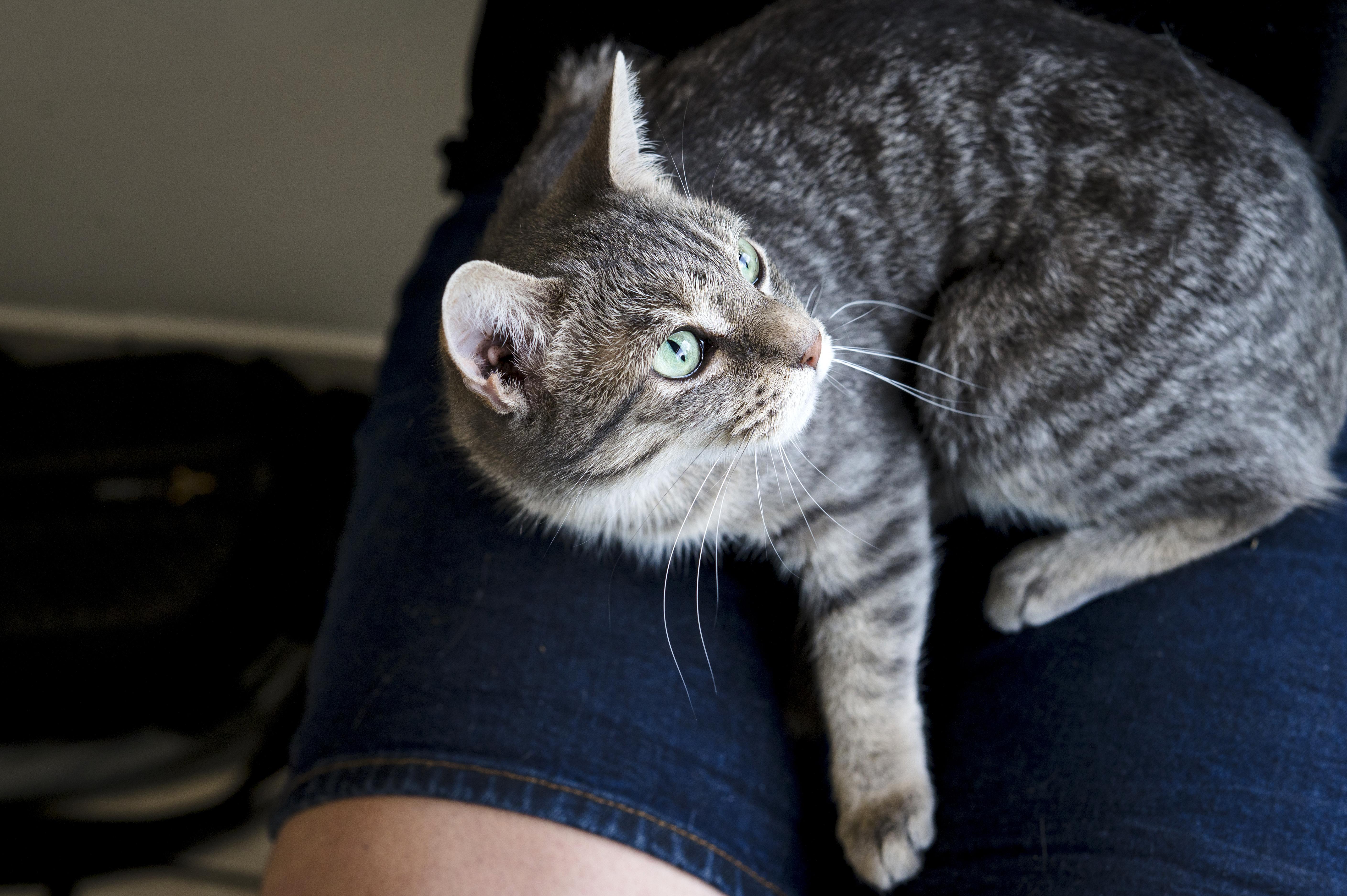 Smokey, a ADOPTABLE Domestic Short Hair in Wakefield, QC image 2/4
