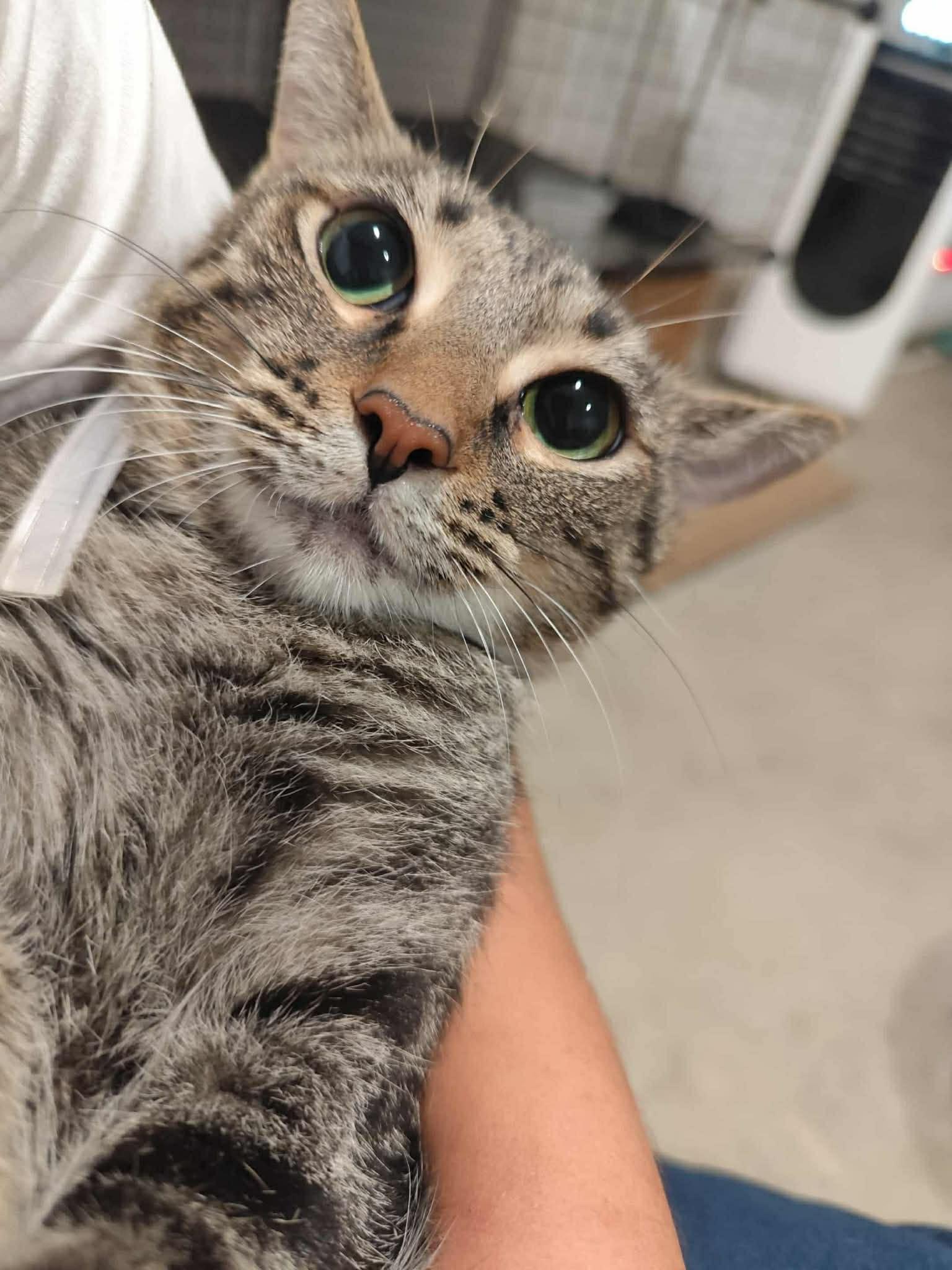 Nova, Adoptable, Young Female Domestic Short Hair.