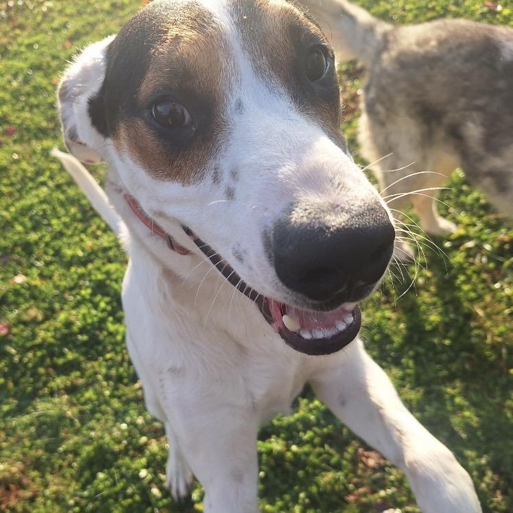 Clyde, Adoptable, Young Male Coonhound & Coonhound.