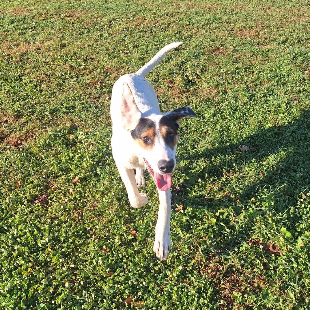 Clyde, a Adoptable mixed breed in Oak Hill, WV image 3/3