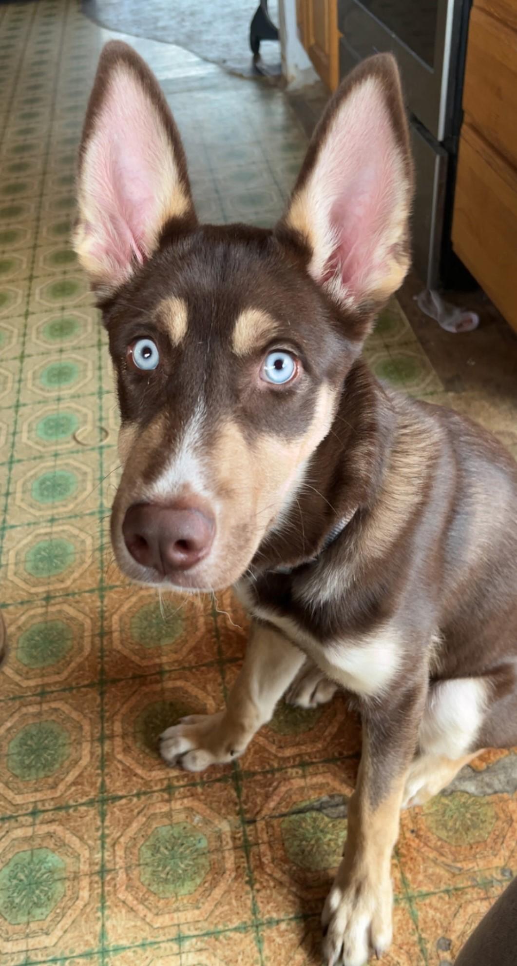 Enlarge Mookie - Courtesy Listing - DO NOT Contact the Shelter - Contact Info. is in Bio, a ADOPTABLE mixed breed in Butte, MT image 1/1