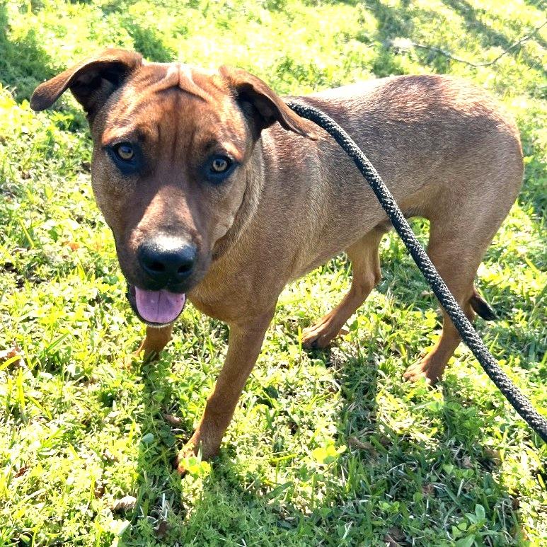 Brent, a Adoptable Mixed Breed in Lake Jackson, TX image 1/2