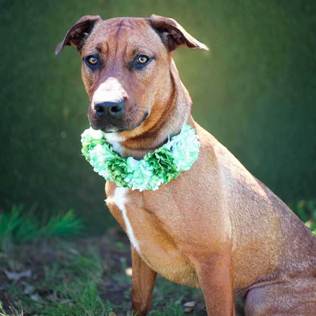 Brent, a Adoptable Mixed Breed in Lake Jackson, TX image 2/2