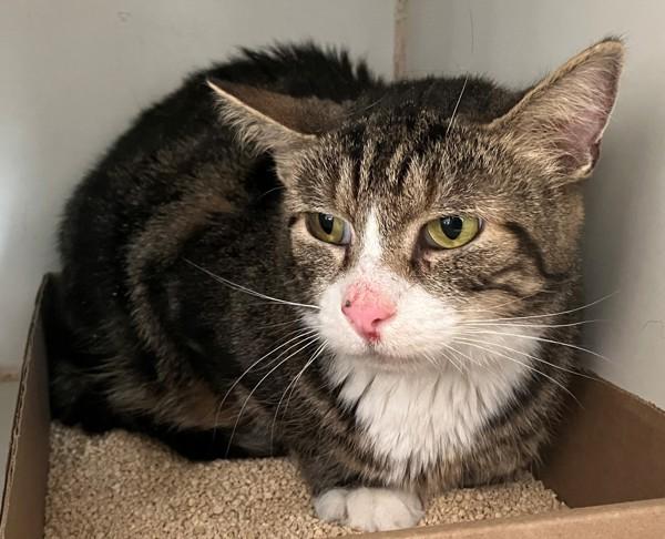 Ratchet, Adoptable, Adult Male Domestic Short Hair.