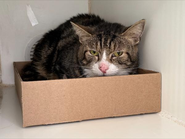 Racket, a Adoptable mixed breed in Staten Island, NY image 2/2