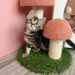 Fozzie, a ADOPTABLE Domestic Short Hair in Arverne, NY image 1/3