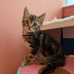 Fozzie, a ADOPTABLE Domestic Short Hair in Arverne, NY image 3/3