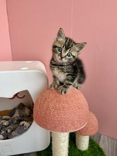 Fozzie, a ADOPTABLE Domestic Short Hair in Arverne, NY image 2/3