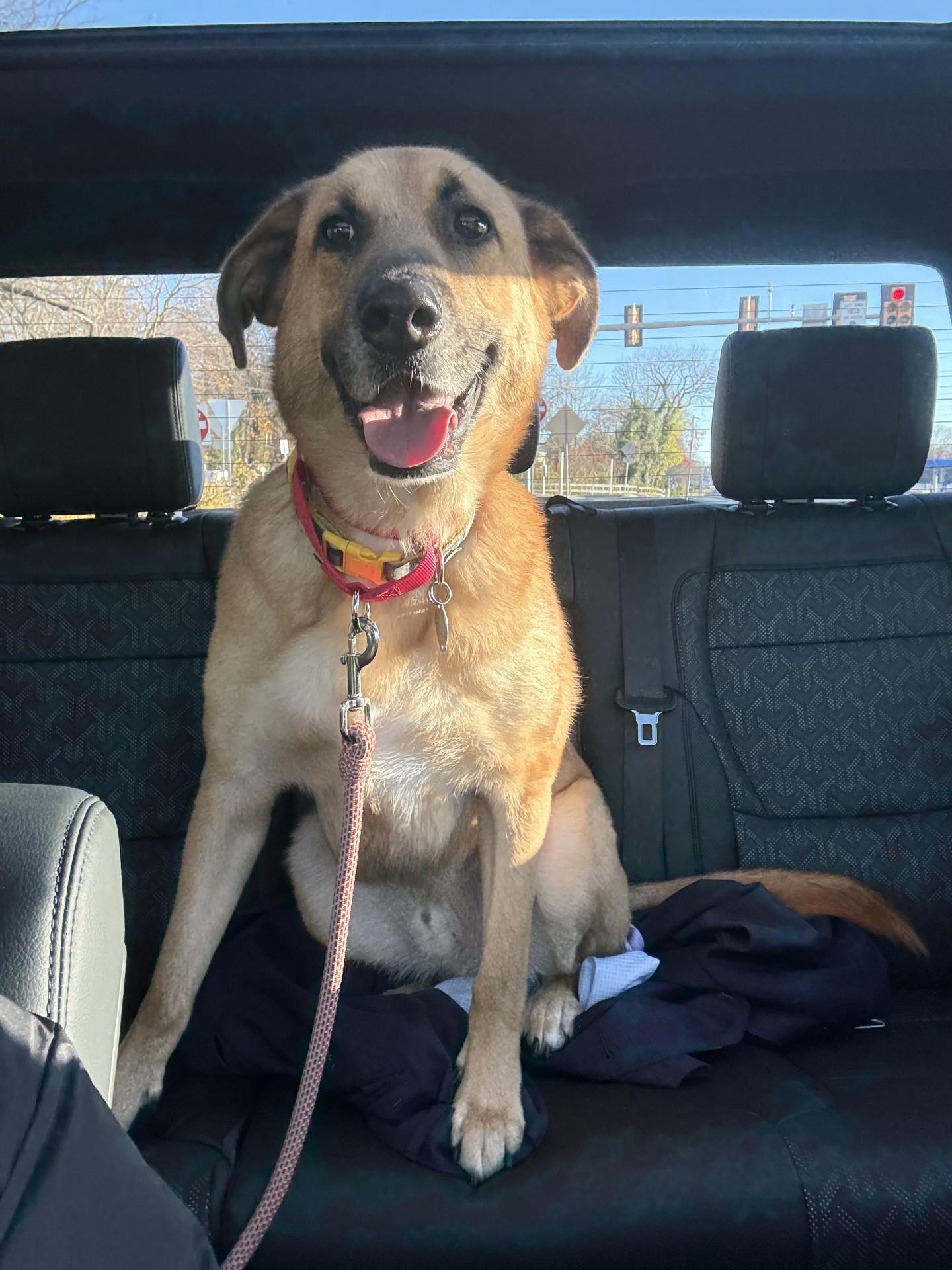 Ruxin, a Adoptable mixed breed in South Plainfield, NJ image 1/6