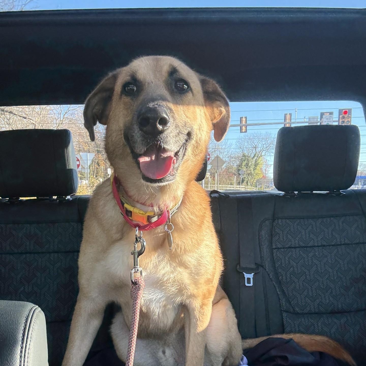 Enlarge Ruxin, a Adoptable mixed breed in South Plainfield, NJ image 3/6