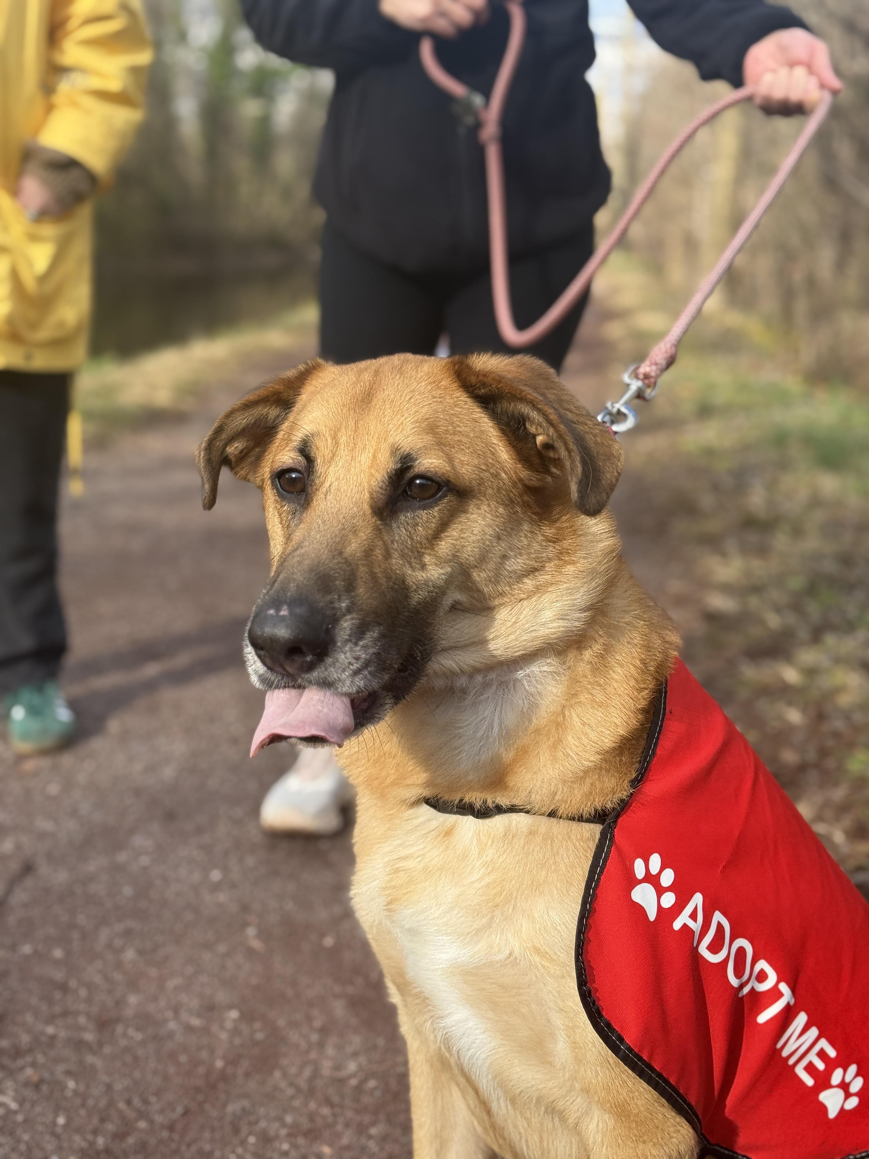 Ruxin, a Adoptable mixed breed in South Plainfield, NJ image 2/6