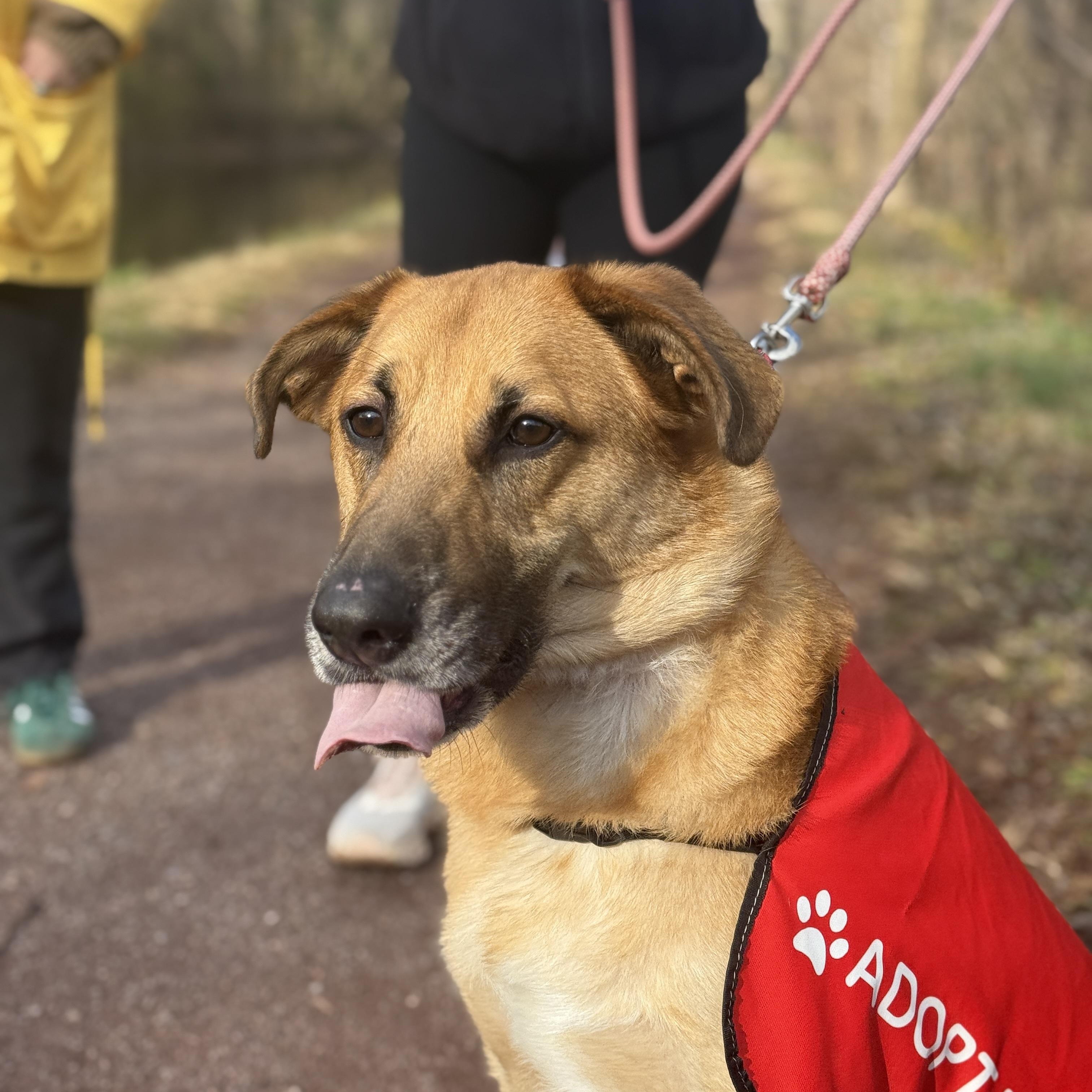 Enlarge Ruxin, a Adoptable mixed breed in South Plainfield, NJ image 1/6