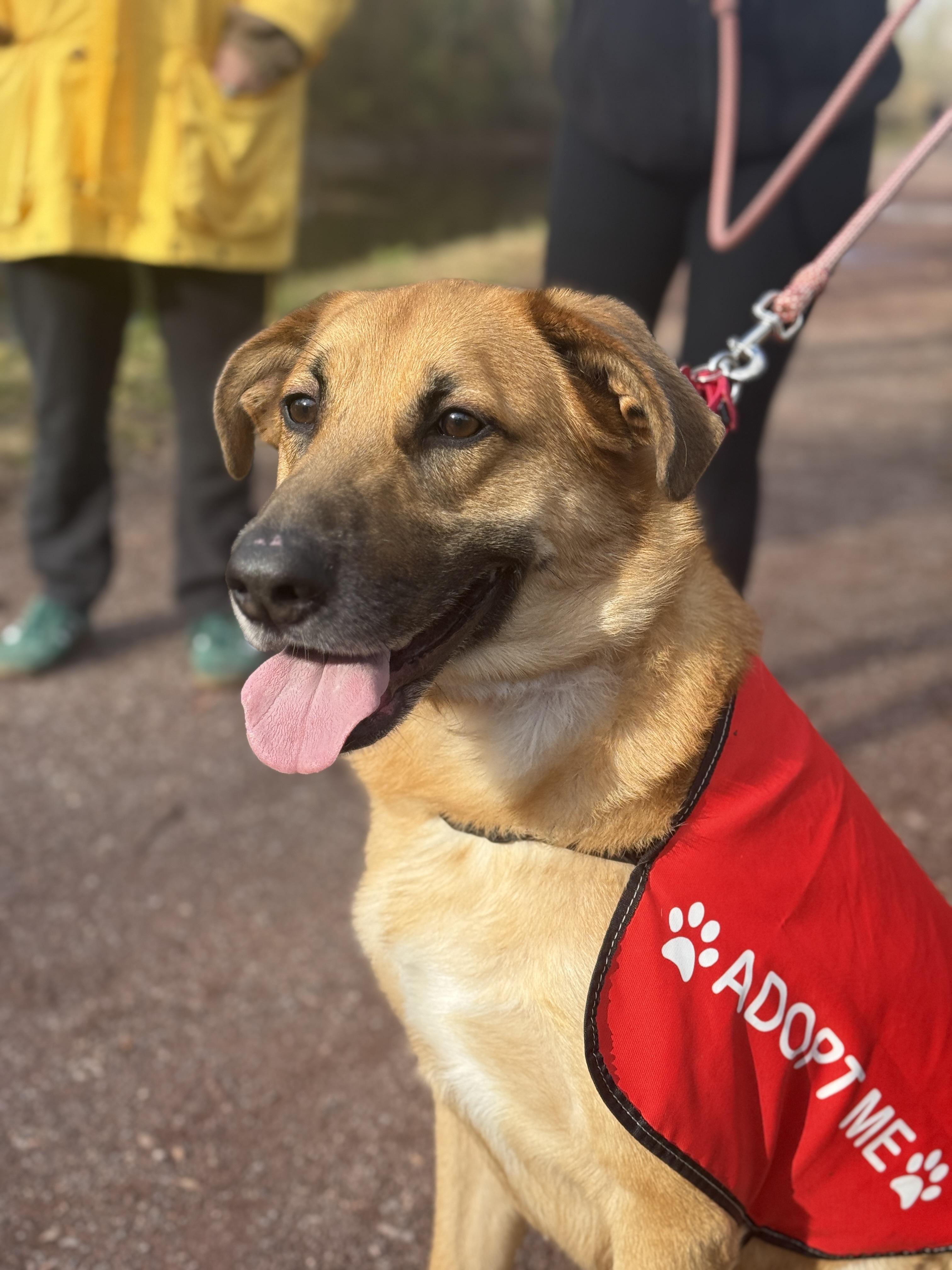 Ruxin, a Adoptable mixed breed in South Plainfield, NJ image 4/6