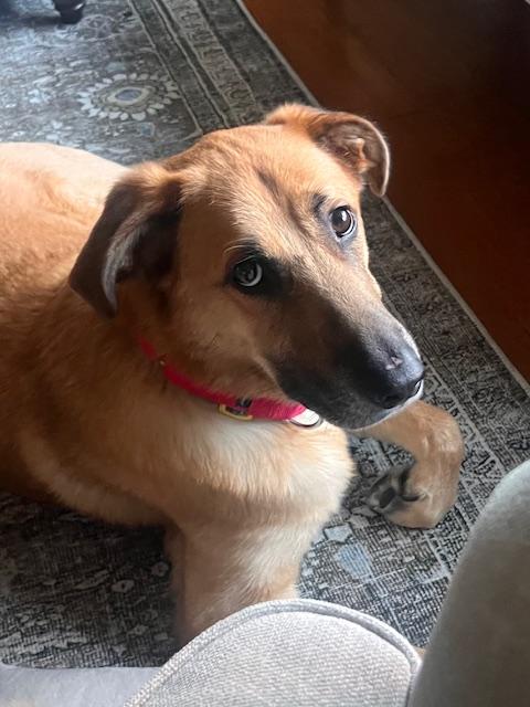 Ruxin, a Adoptable mixed breed in South Plainfield, NJ image 5/6