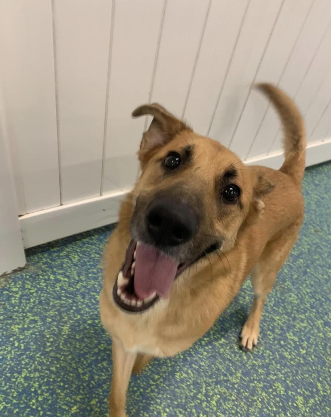 Ruxin, a Adoptable mixed breed in South Plainfield, NJ image 6/6