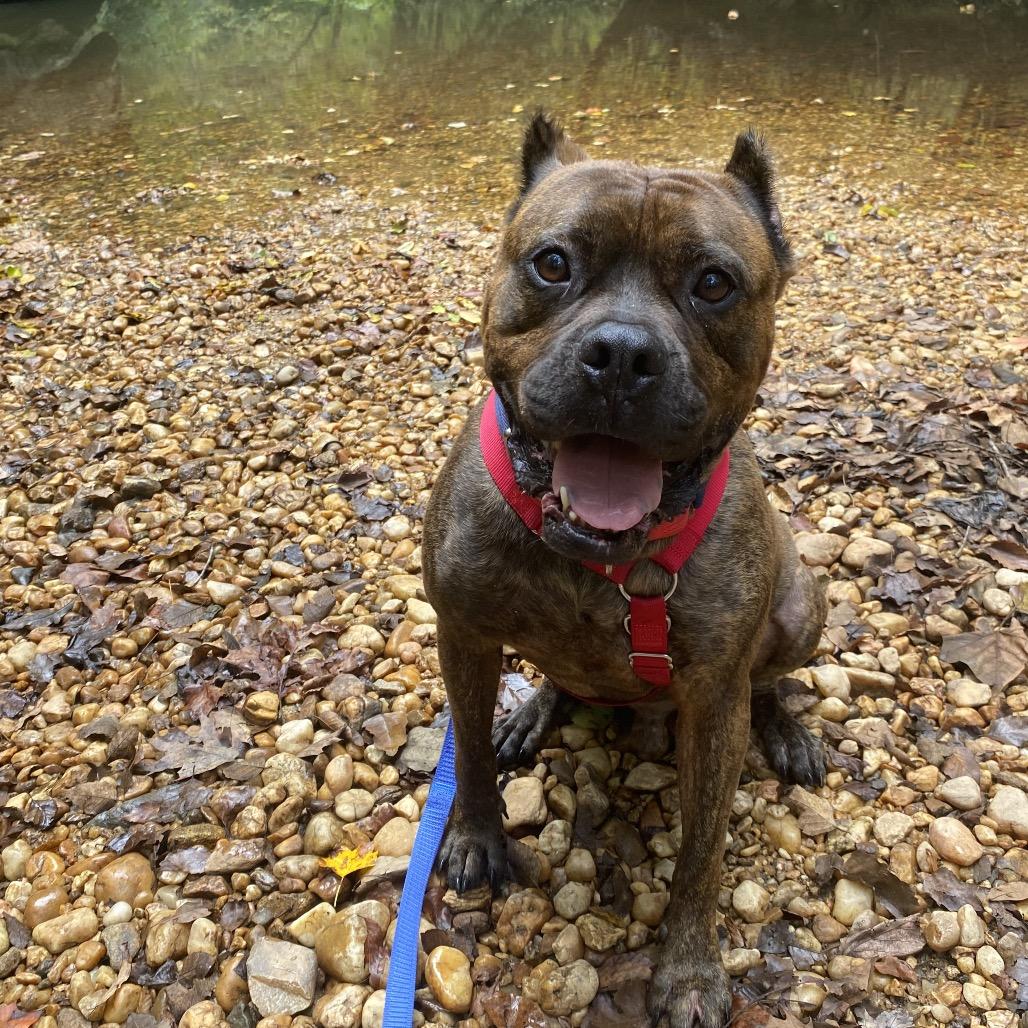 Sully, a Adoptable Mixed Breed in Fredericksburg, VA image 1/6