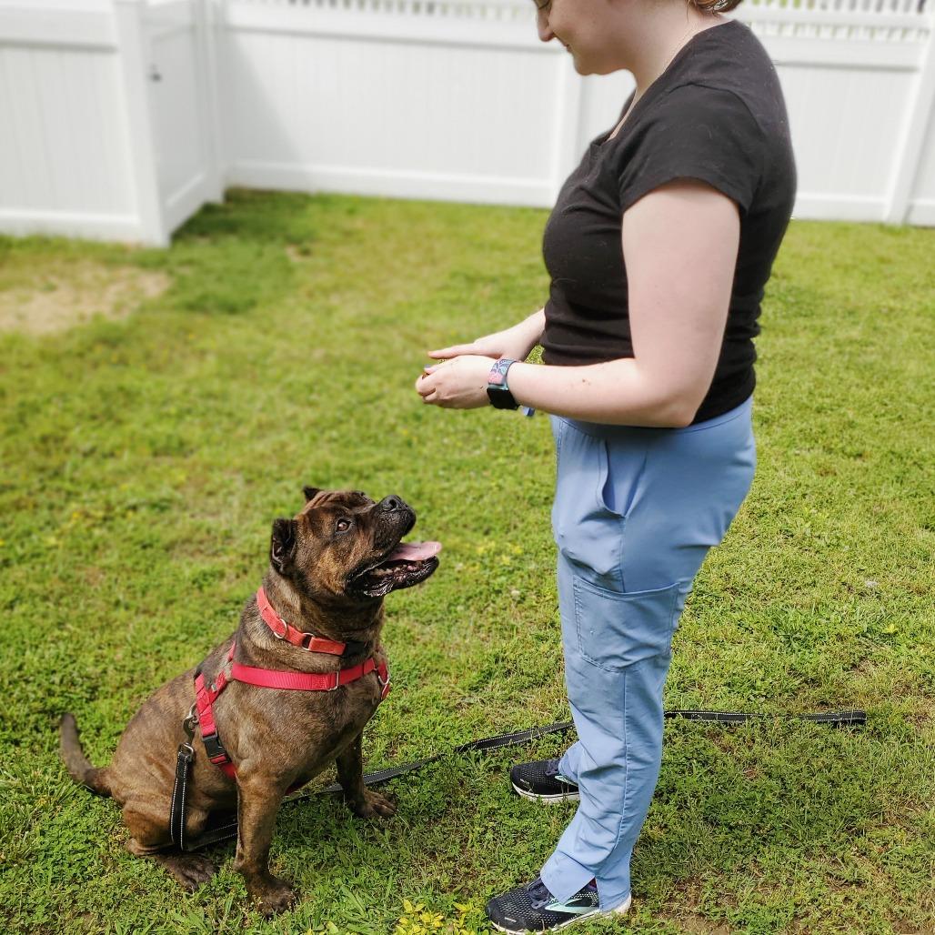 Enlarge Sully, a Adoptable Mixed Breed in Fredericksburg, VA image 1/6