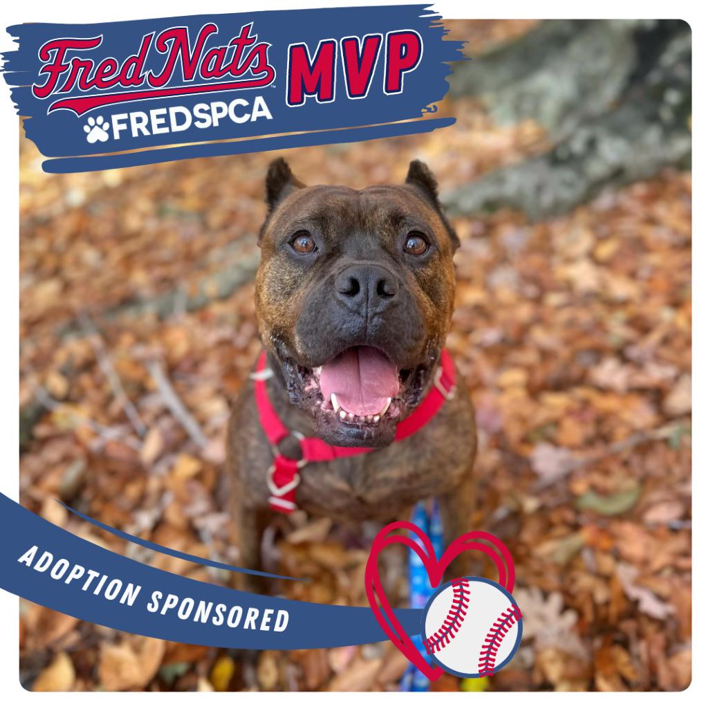 Enlarge Sully, a Adoptable Mixed Breed in Fredericksburg, VA image 2/6