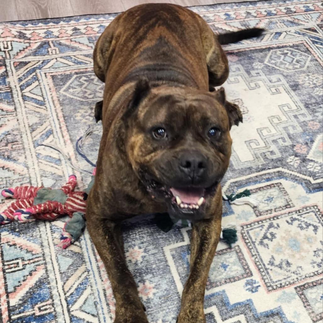 Sully, a Adoptable Mixed Breed in Fredericksburg, VA image 3/6