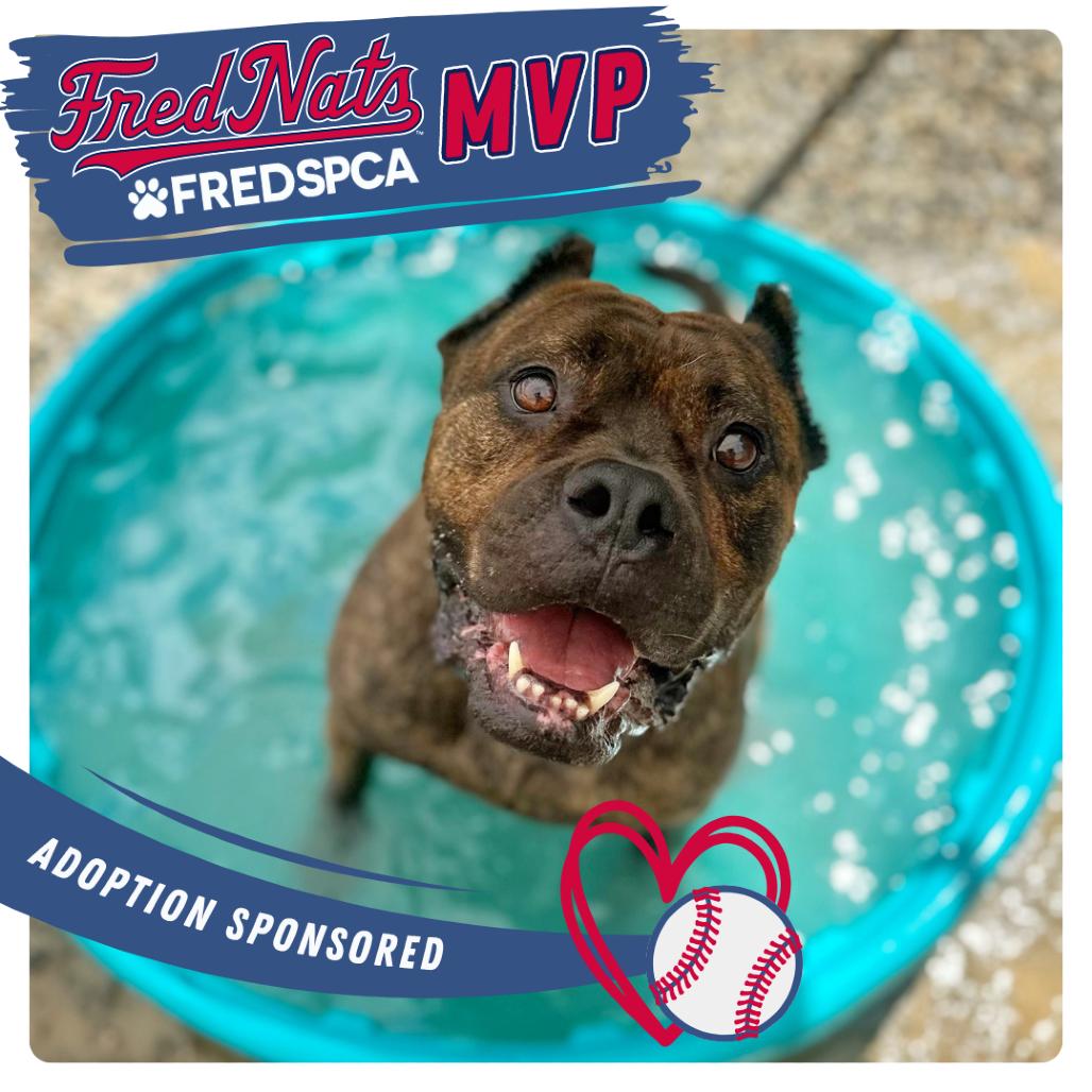 Sully, a Adoptable Mixed Breed in Fredericksburg, VA image 4/6