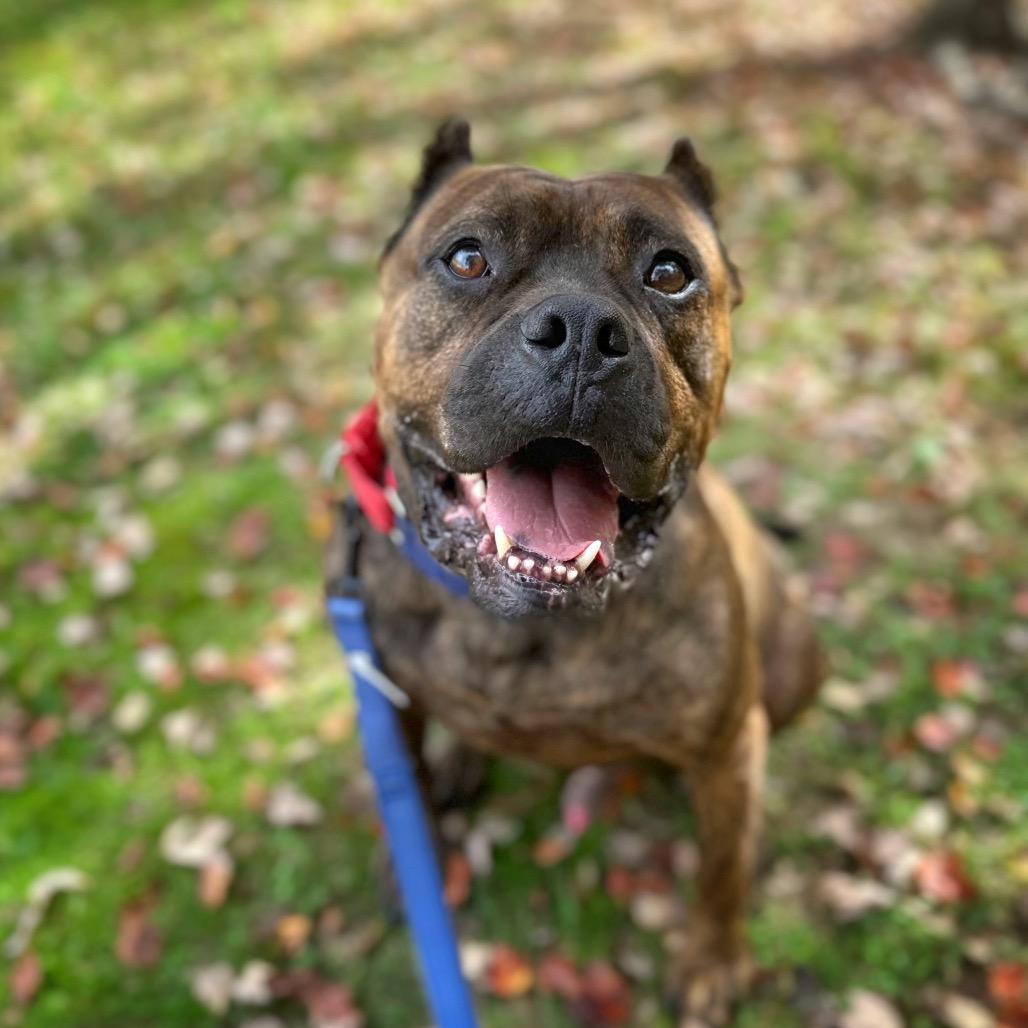 Enlarge Sully, a Adoptable Mixed Breed in Fredericksburg, VA image 3/6