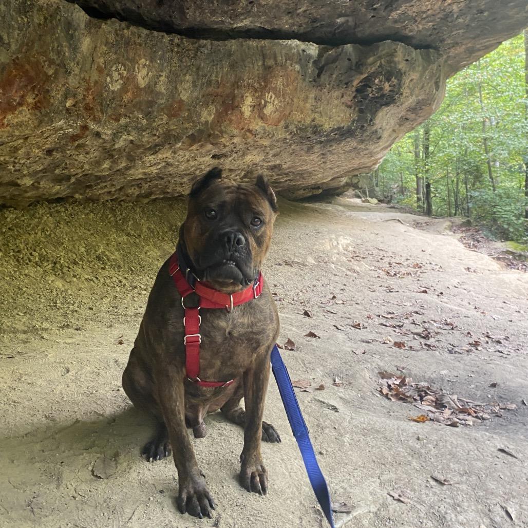 Enlarge Sully, a Adoptable Mixed Breed in Fredericksburg, VA image 4/6