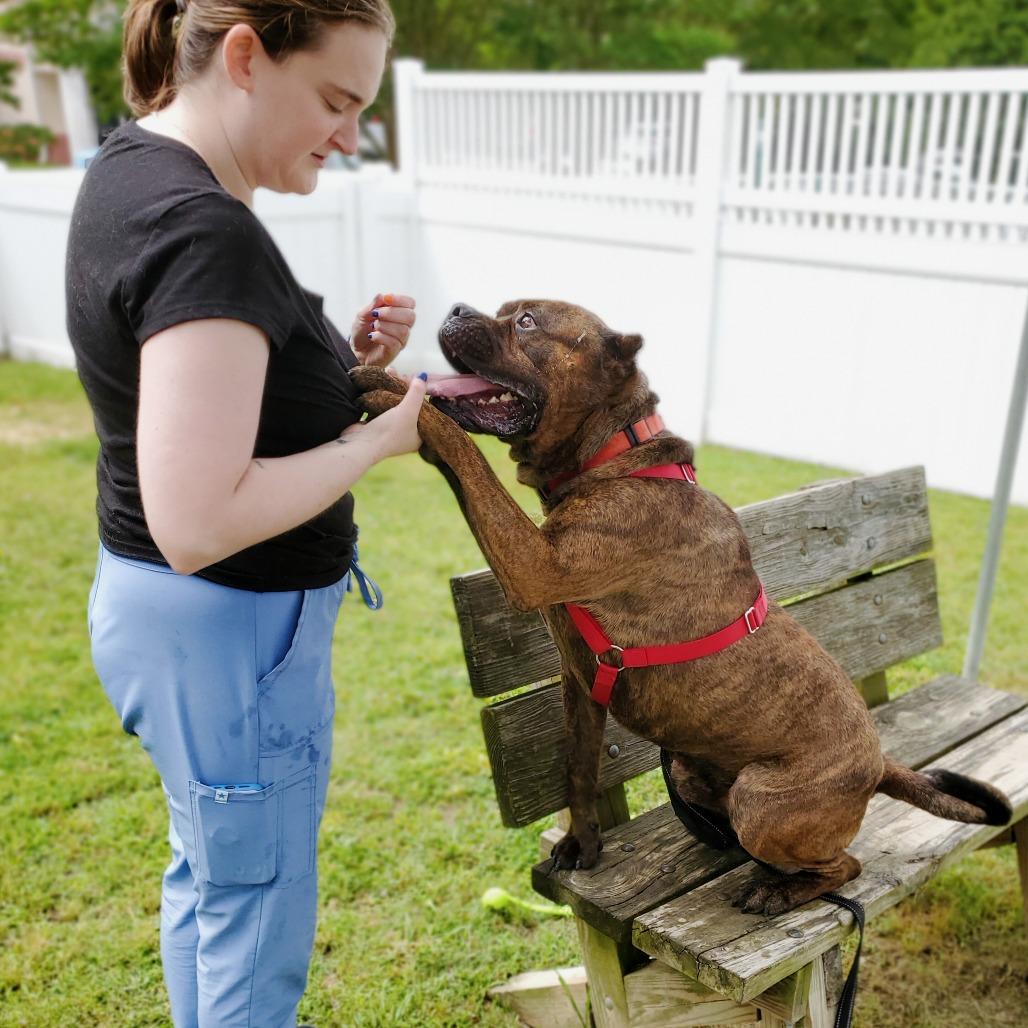 Enlarge Sully, a Adoptable Mixed Breed in Fredericksburg, VA image 5/6