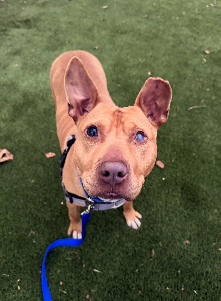 Janice, Adoptable, Adult Female Mixed Breed.