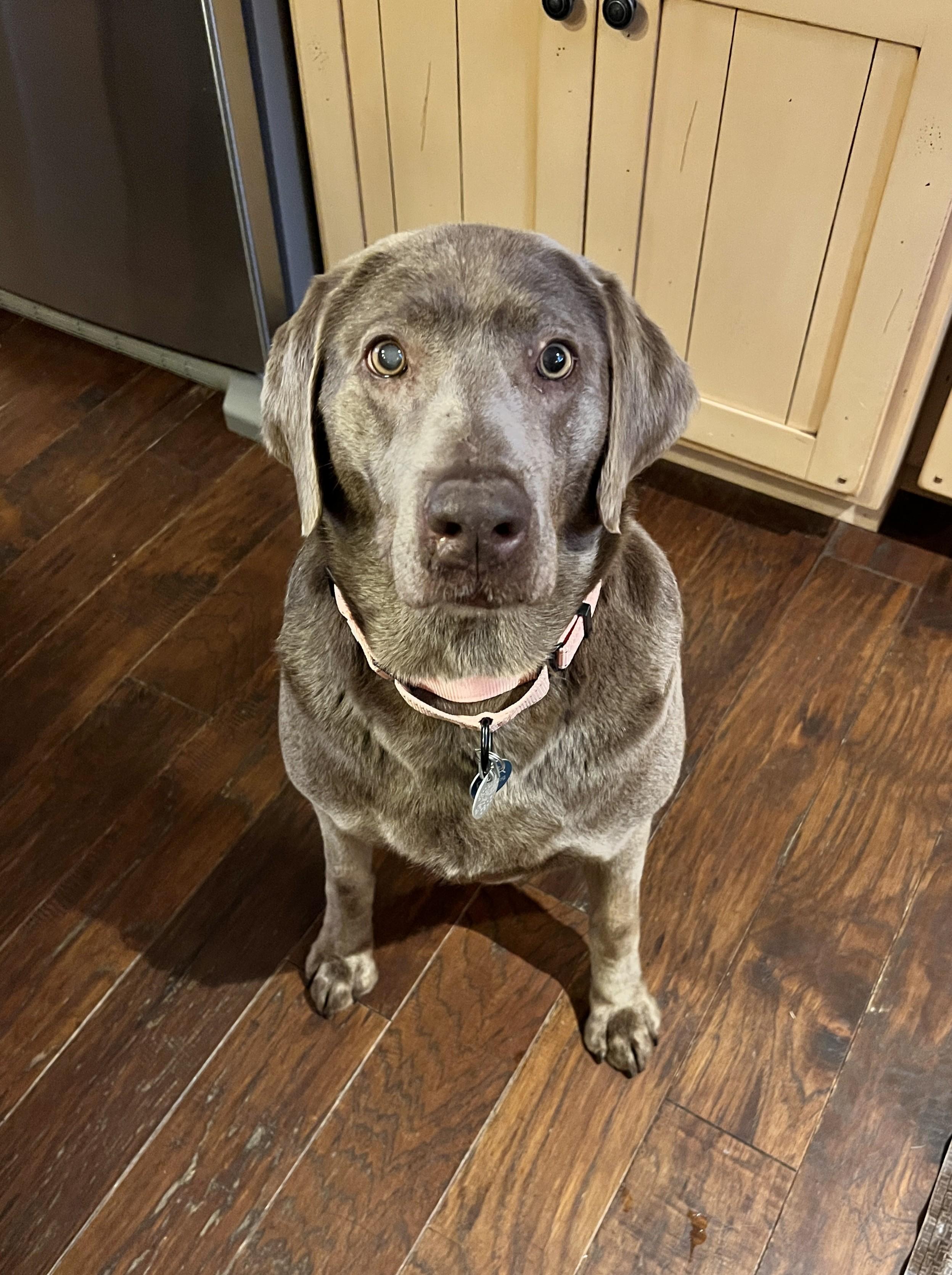 Shade, a ADOPTABLE Labrador Retriever in Warrington, PA image 2/5
