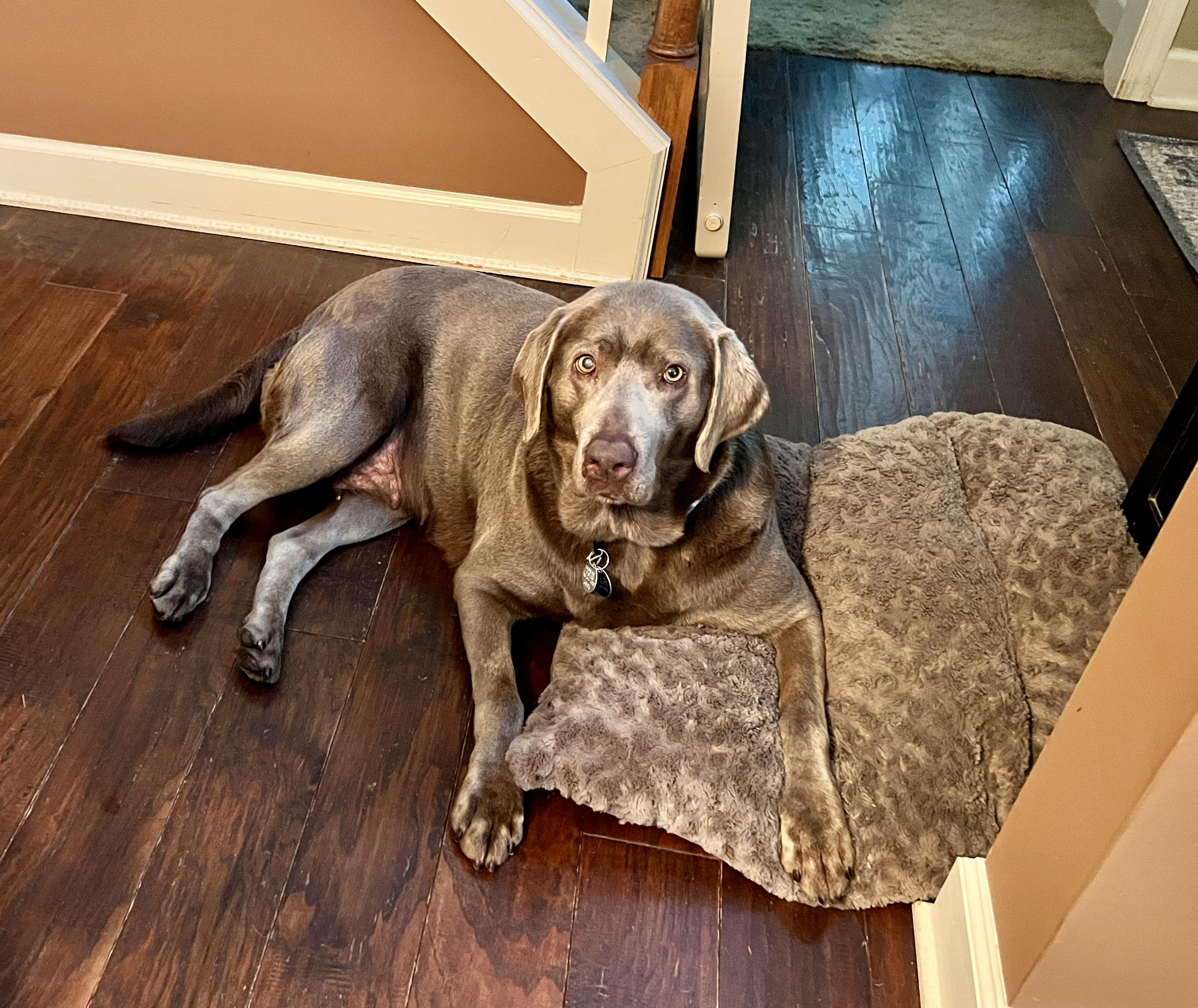 Shade, a ADOPTABLE Labrador Retriever in Warrington, PA image 3/5
