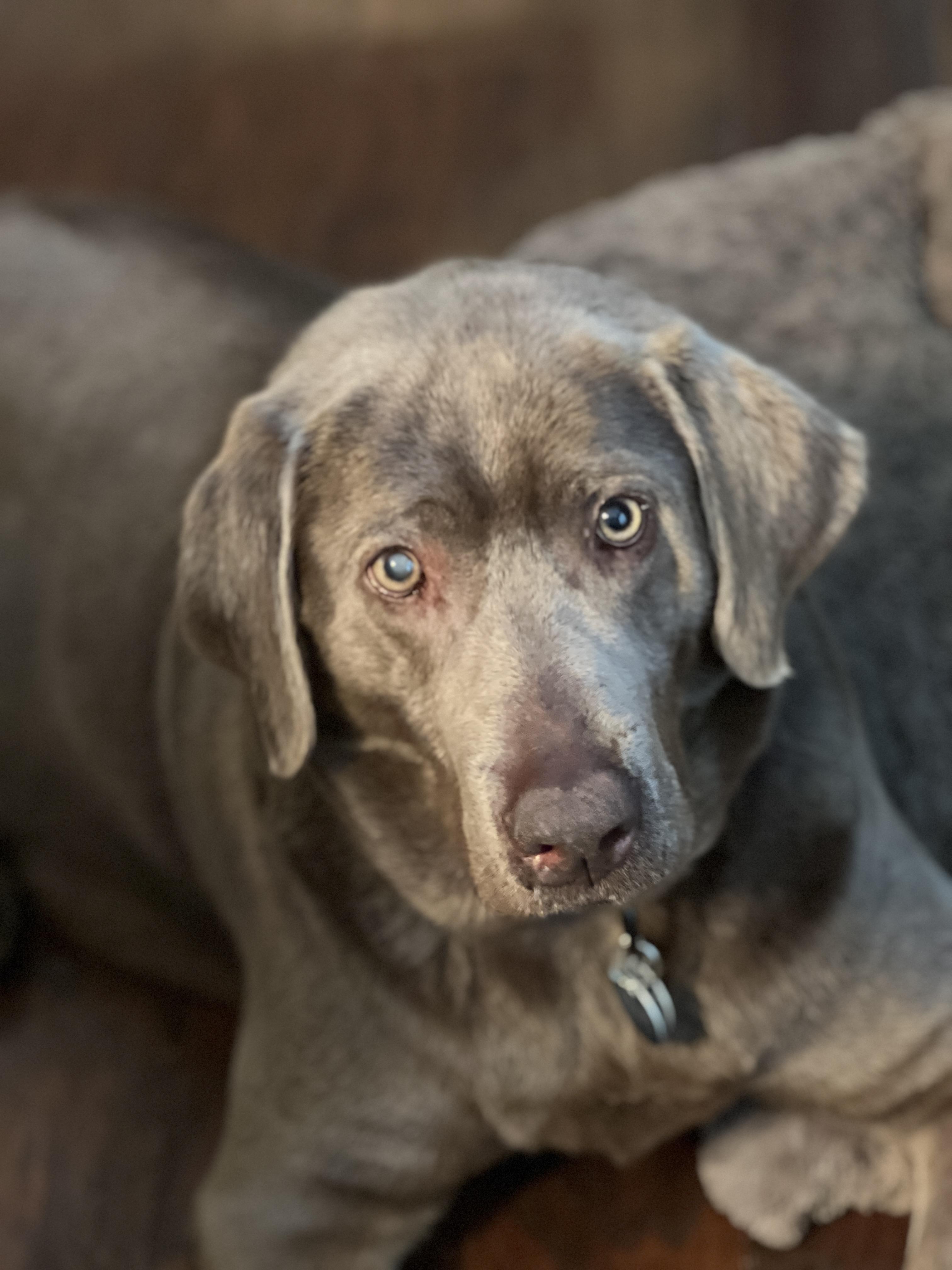 Shade, ADOPTABLE, Adult Female Labrador Retriever.