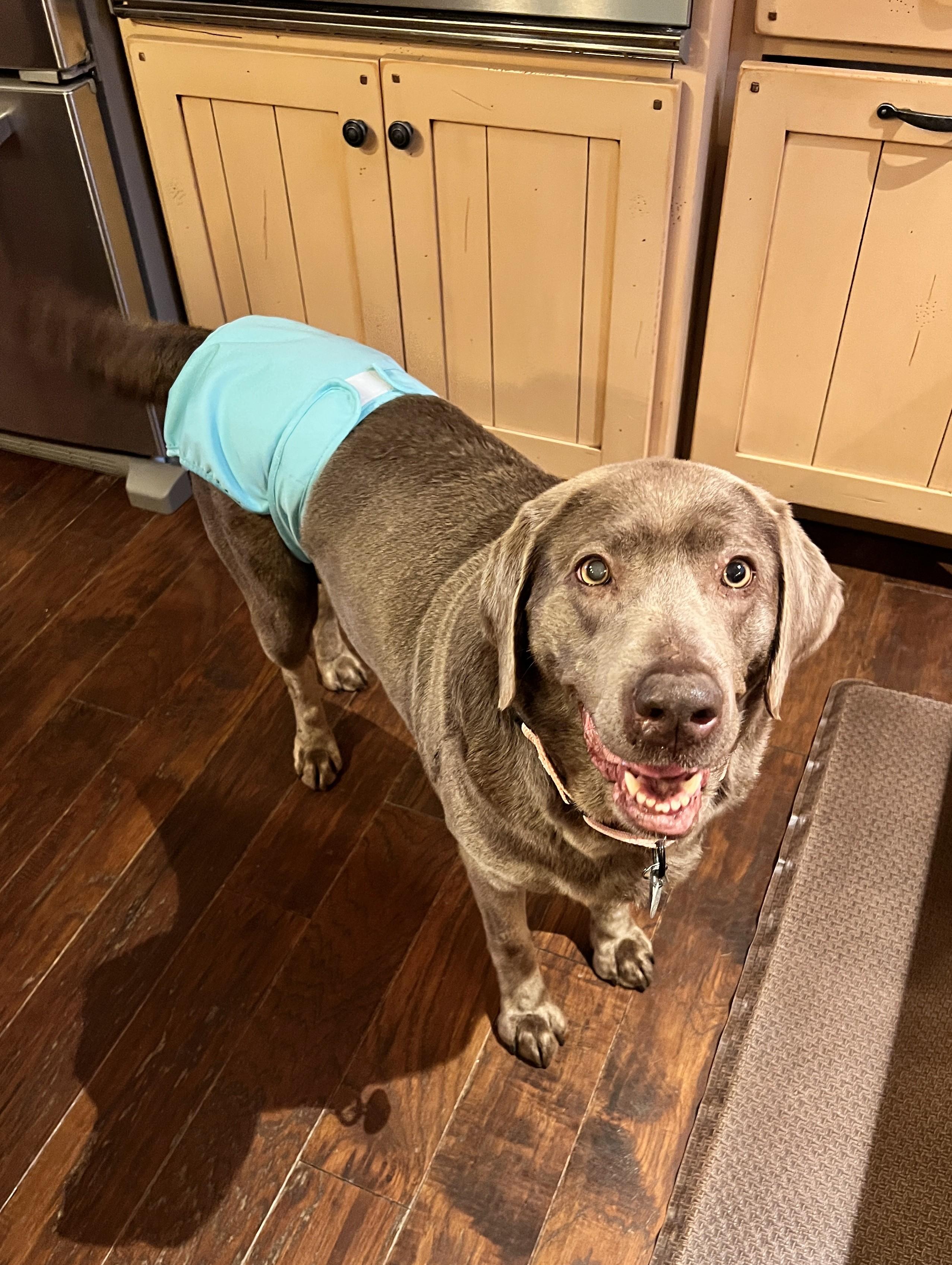 Shade, a ADOPTABLE Labrador Retriever in Warrington, PA image 5/5