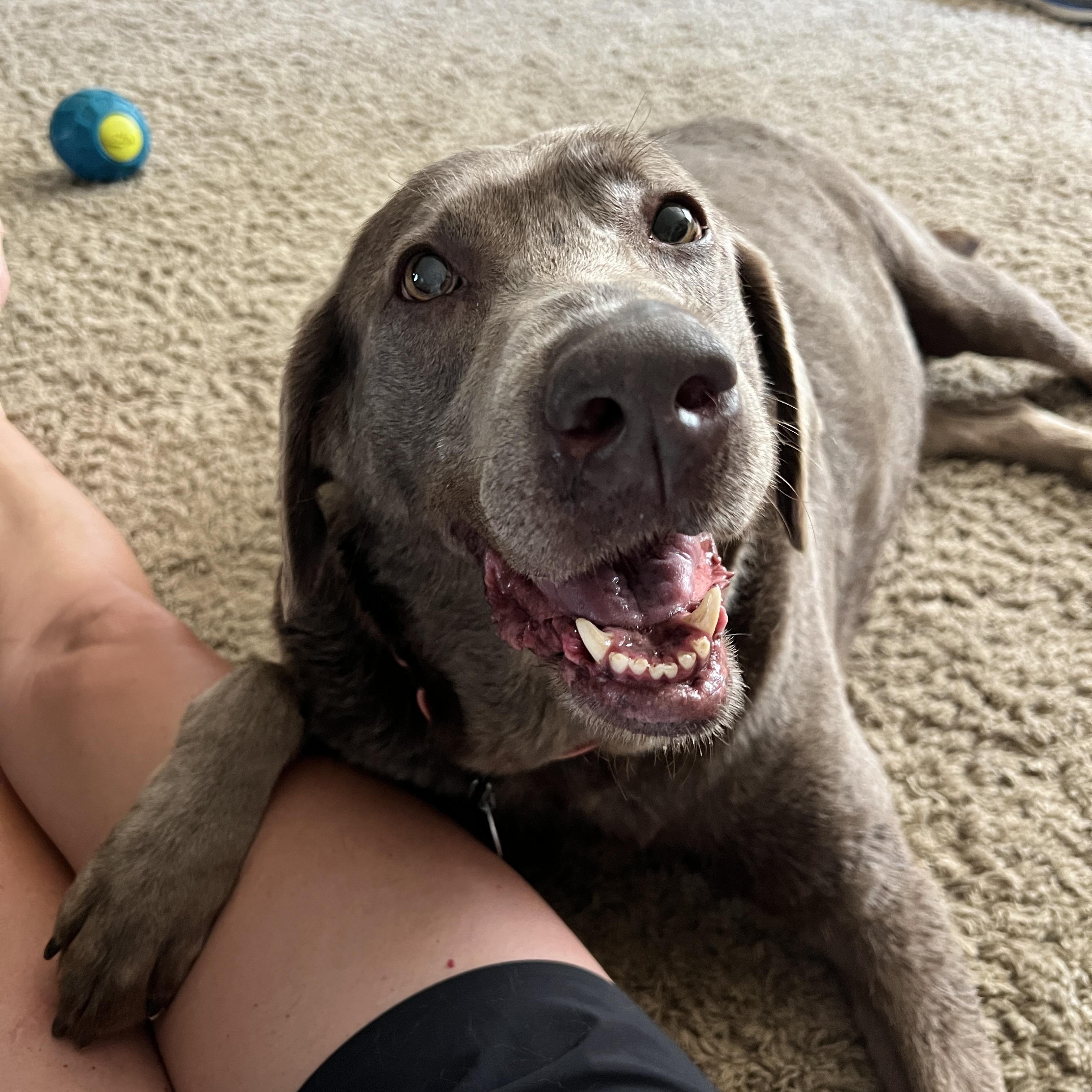 Shade, a ADOPTABLE Labrador Retriever in Warrington, PA image 4/5