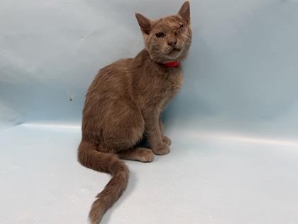 Fifi, Adoptable, Kitten Female Domestic Short Hair.