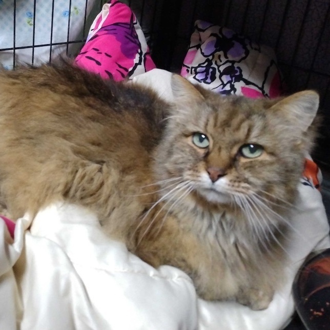 Hobo, a Adopted mixed breed in Alexandria, IN image 1/2