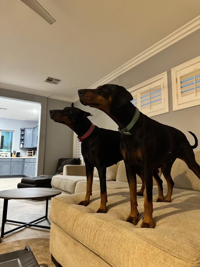 MJ, a ADOPTABLE Doberman Pinscher in Las Vegas, NV image 3/4