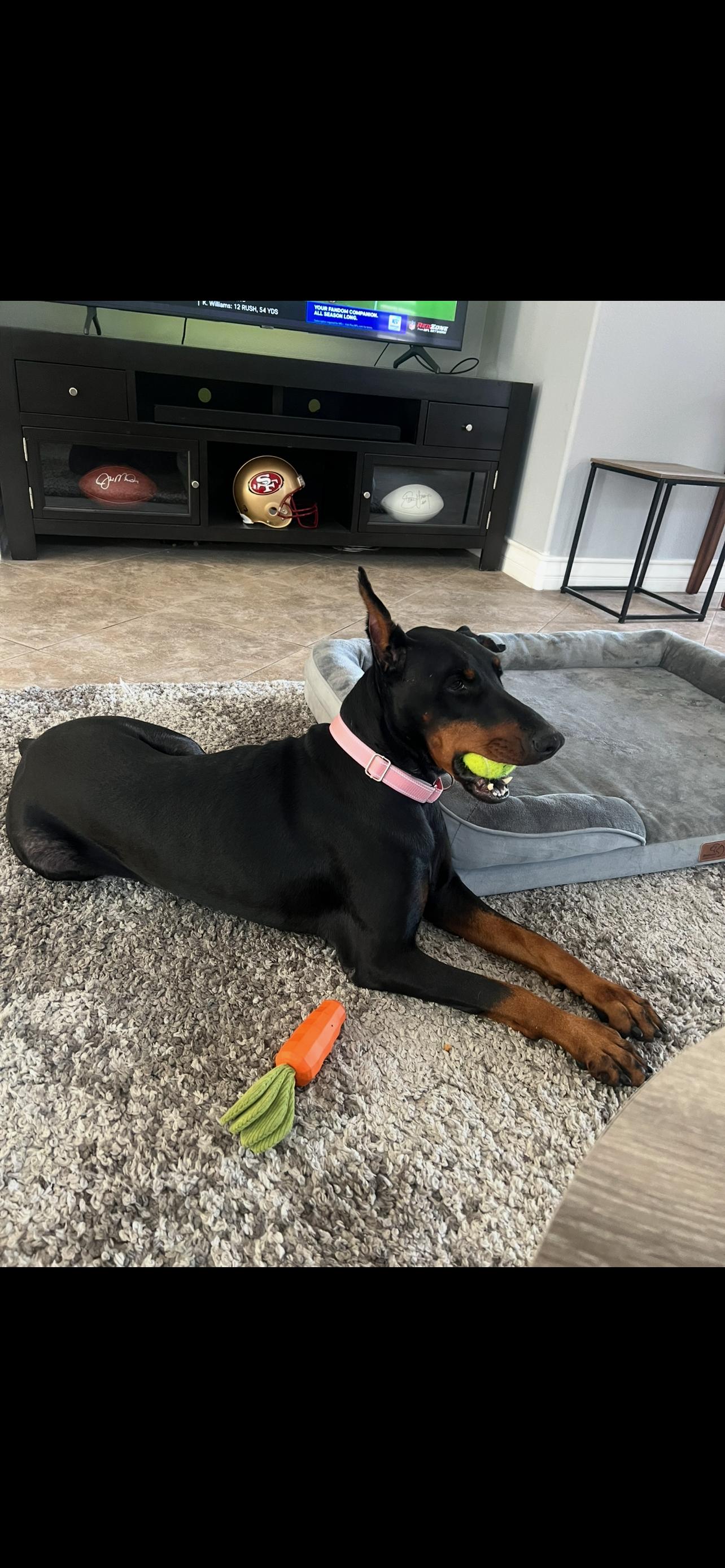 MJ, ADOPTABLE, Young Female Doberman Pinscher.