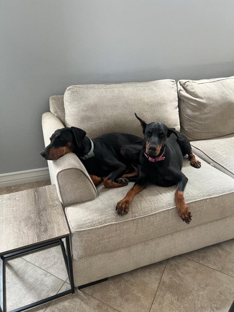 MJ, a ADOPTABLE Doberman Pinscher in Las Vegas, NV image 4/4