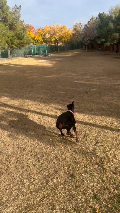 Enlarge MJ, a ADOPTABLE Doberman Pinscher in Las Vegas, NV video 1/4