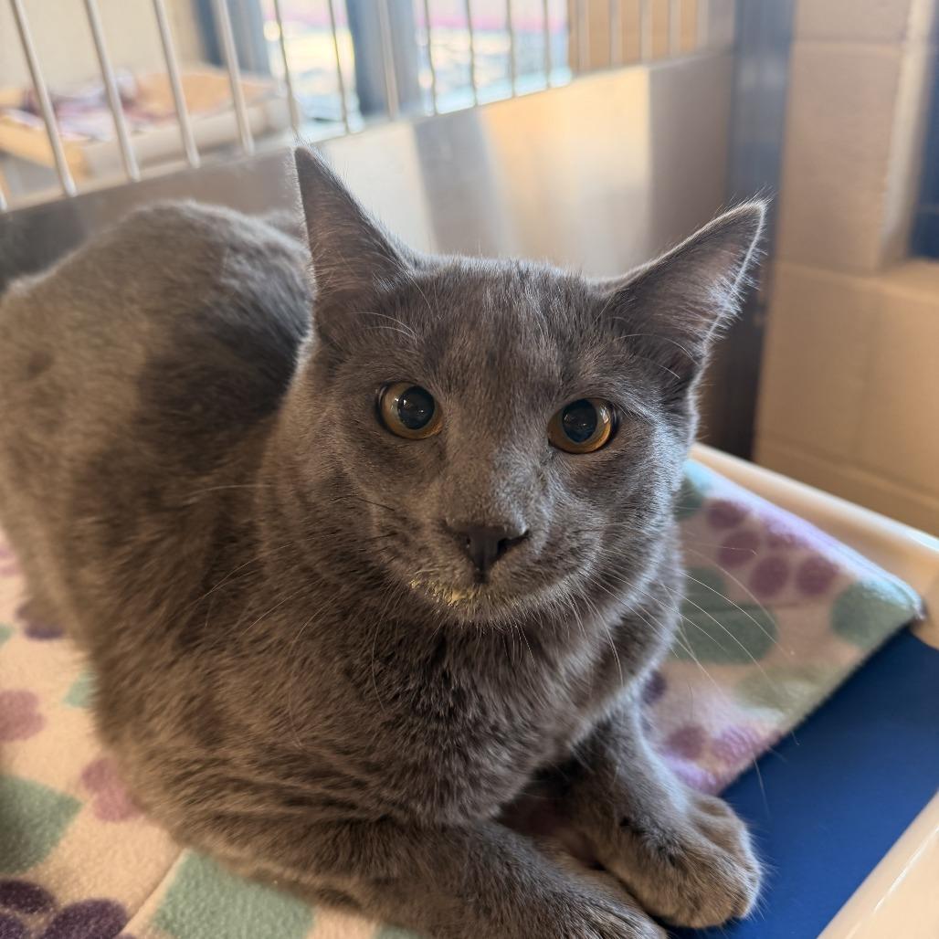 Sam Ellington, Adoptable, Young Male Domestic Short Hair.