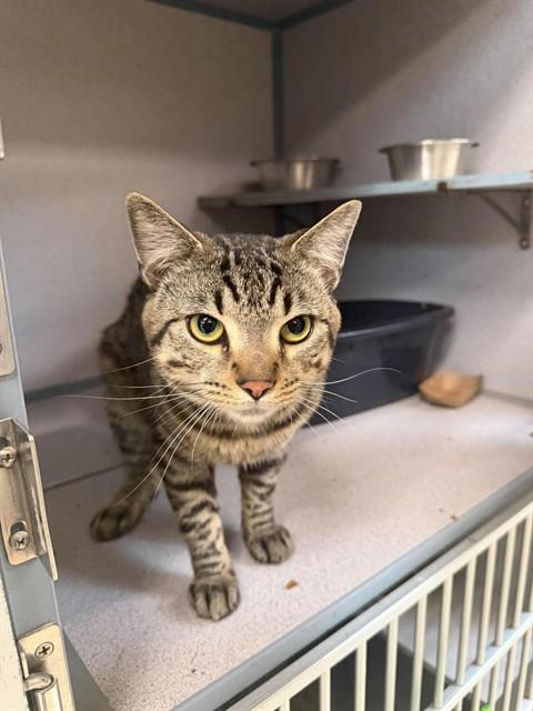 CAT BURGLAR, Adoptable, Young Male Domestic Short Hair.